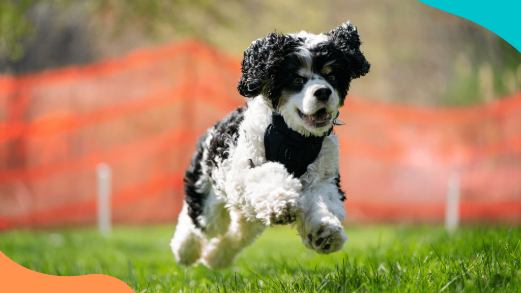 Ejercicio físico con tu cachorro