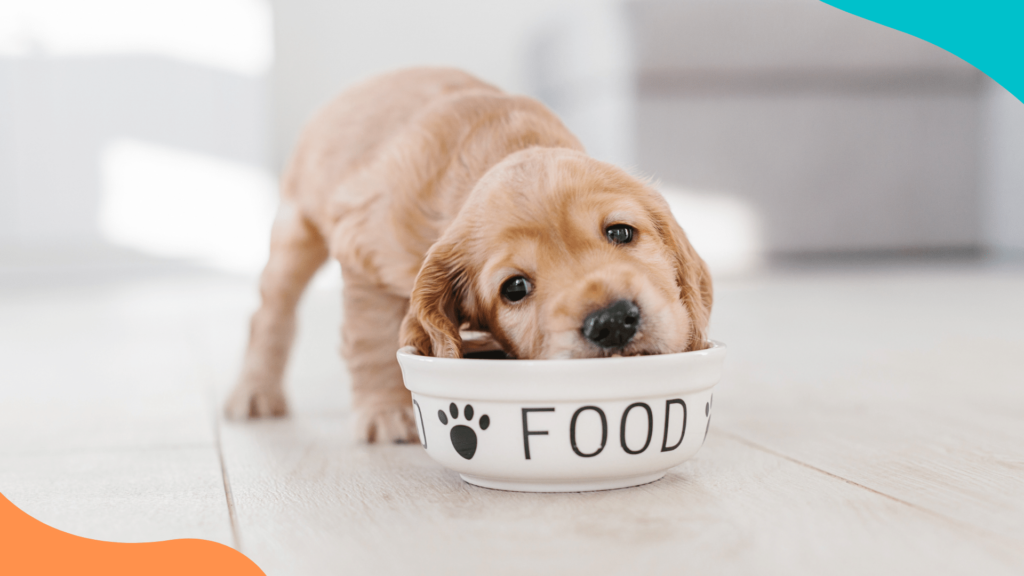 6 tips para cuidar a tu cachorro - Alimentación