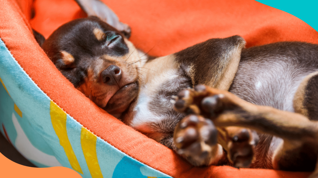 6 tips para cuidar a tu cachorro