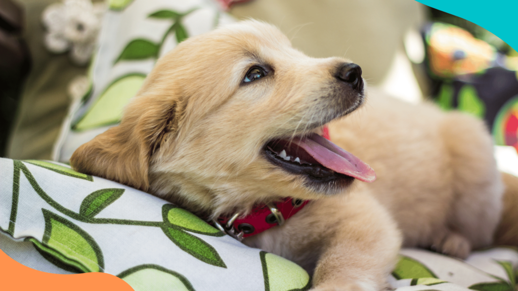 6 tips para cuidar a tu cachorro