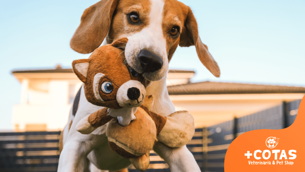 tips para pasear a tu perro