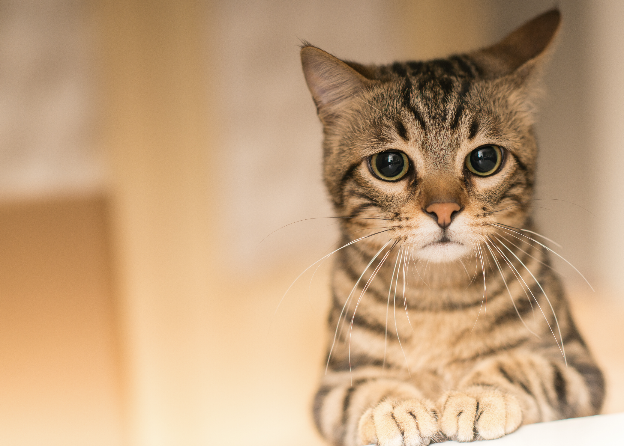 alimento para gato