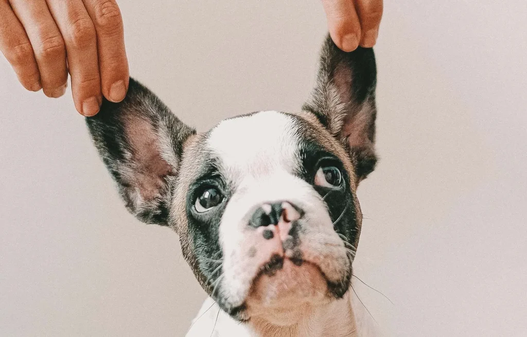 Limpiar las orejas de mi perro