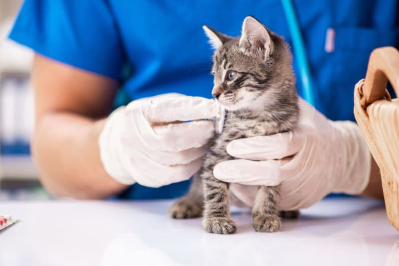 Primera visita al veterinario de tu gato