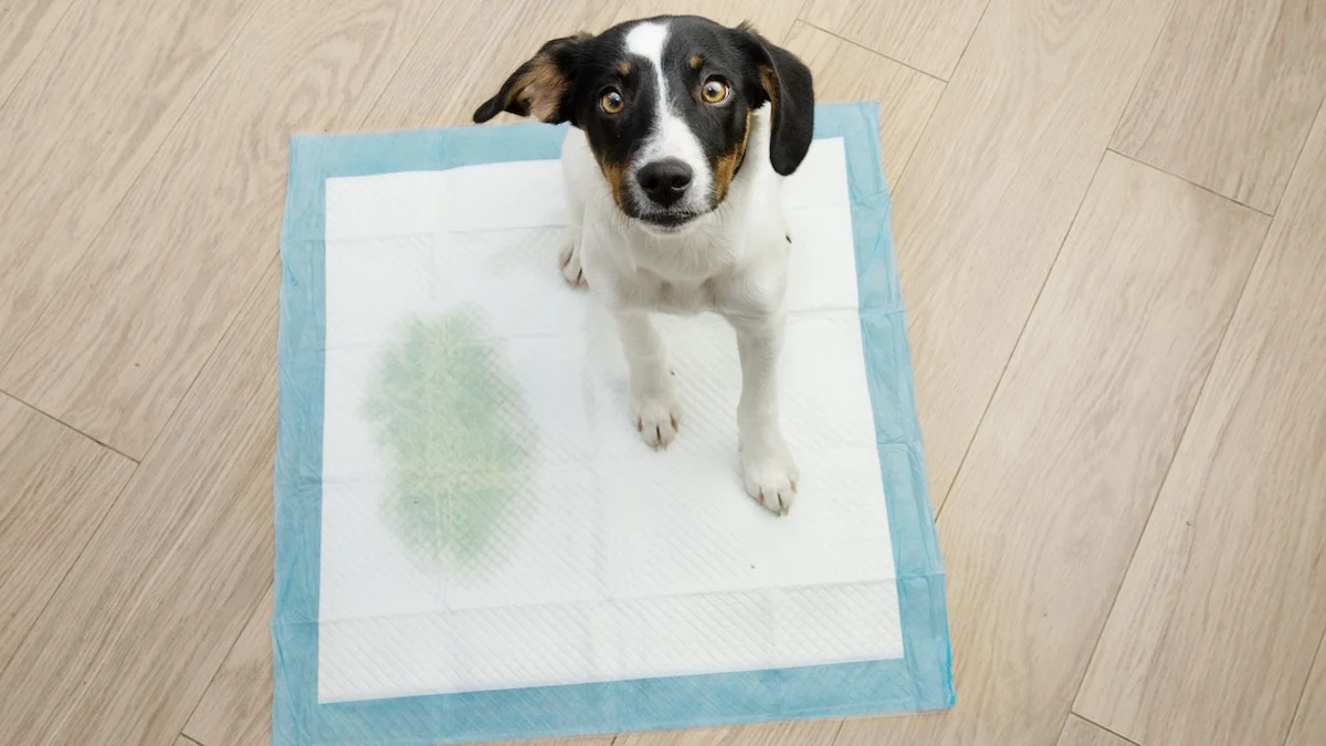 Un área limpia dentro de casa con un tapete absorbente para que el cachorro haga sus necesidades. Ideal para dueños que viven en departamentos.