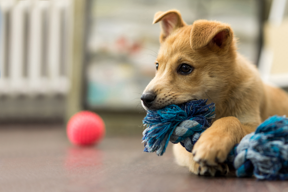 Un tierno cachorro en edad ideal para entrenamiento, observando su entorno. Imagen ideal para ilustrar los primeros pasos en la educación básica de higiene canina.
